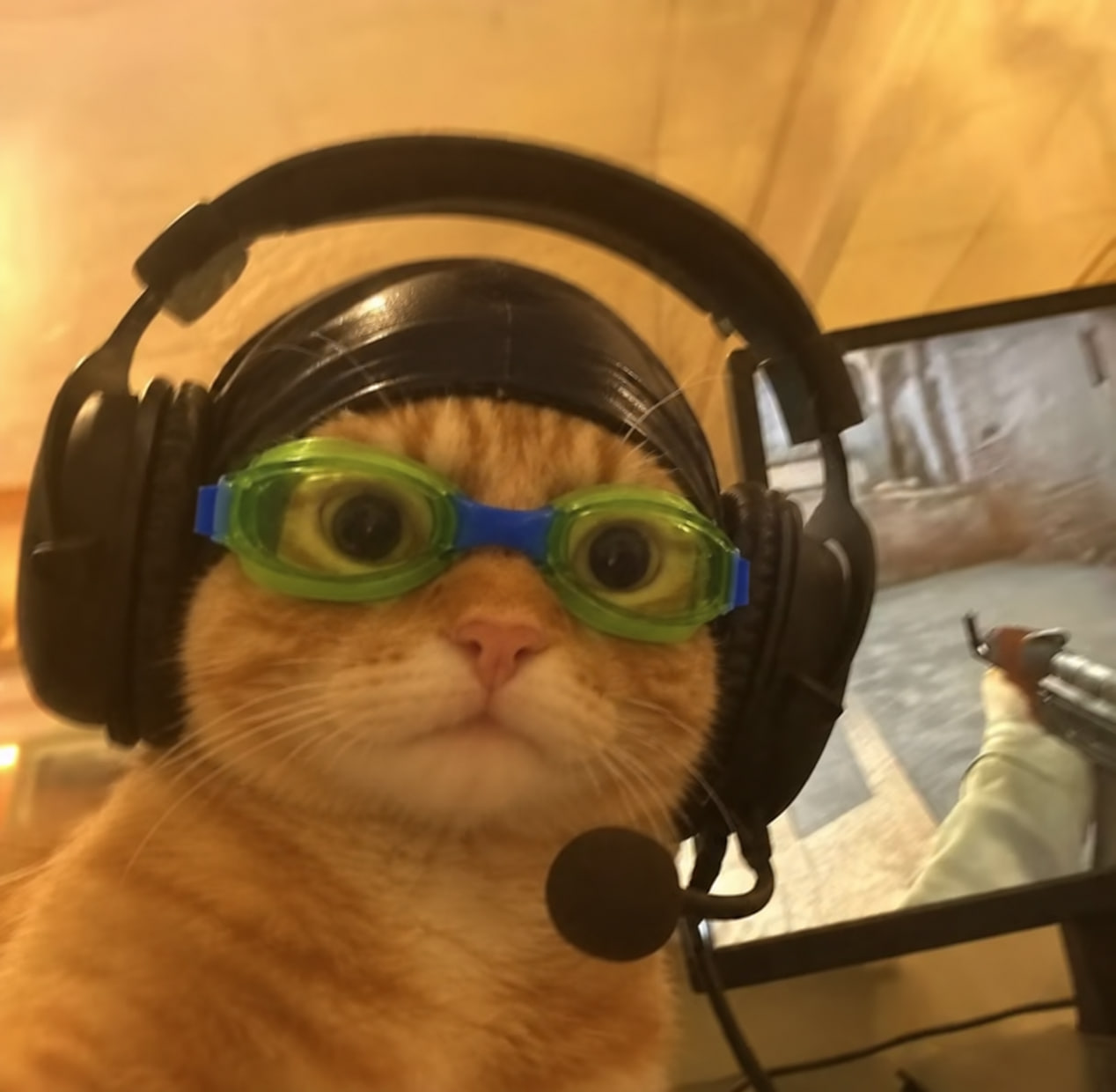 Orange cat wearing swimming goggles and a gaming headset